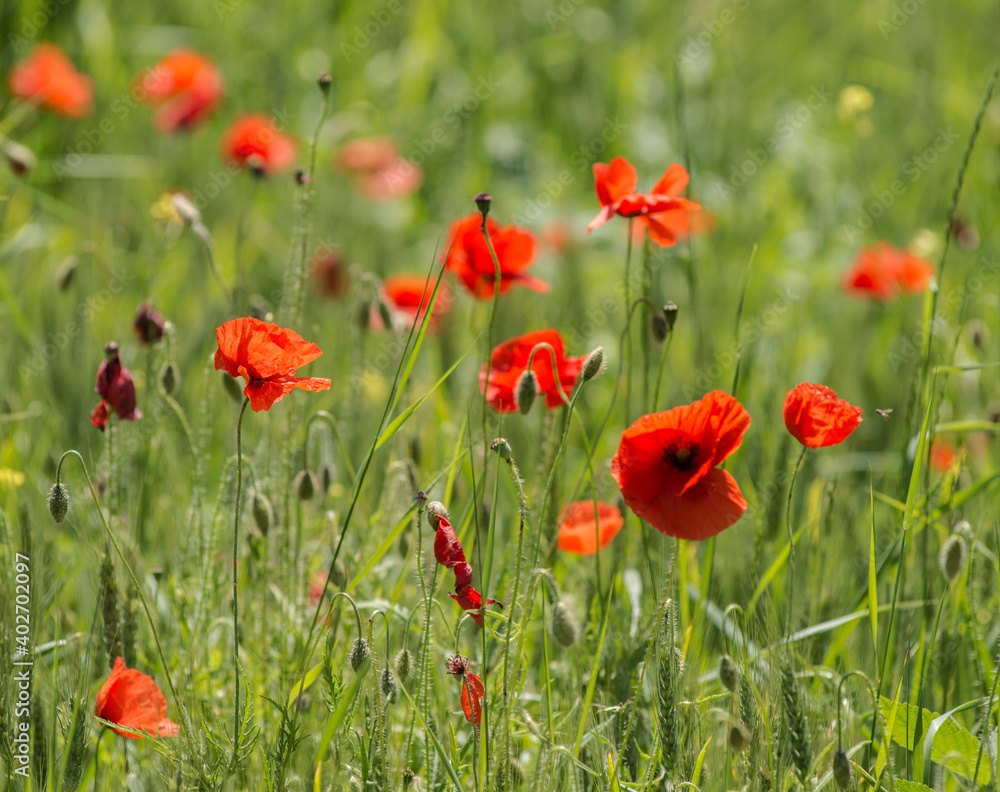 Obraz premium Coquelicots dans un champ de céréales à Chichilianne, France