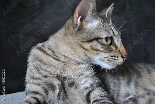 Serious Cat