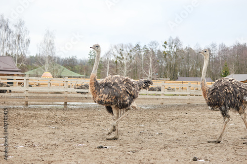 Ostriches in a corral on an ostrich farm.