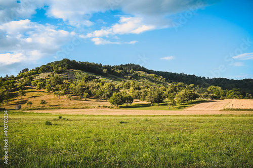 Fresh green meadows and corn fields with a forested hill in the background. © ThePhotoFab