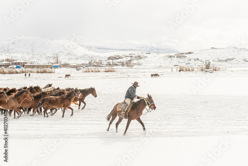 Many horses run in winter snow field with cowboy and dogs