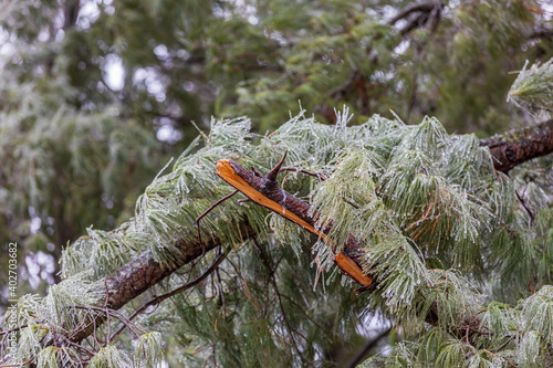 Broken pine tree branch due to ice storm damage. Concept of winter weather and storm clean up.