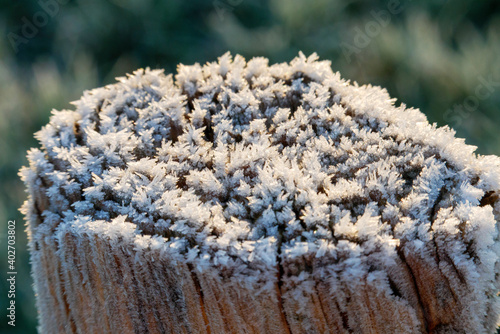 frost on a tree
