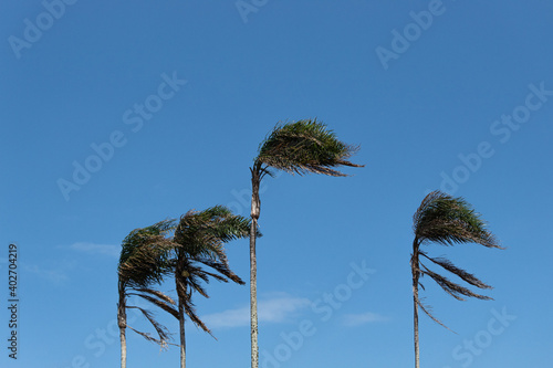 Palmeiras com Céu Azul