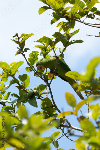 Pássaro se alimentando de frutas