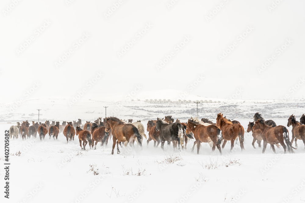 Many horses run in winter snow field with cowboy and dogs Many horses run in winter snow field with cowboy and dogs