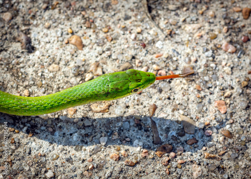 Rough Greensnake crossing the sidewalk along the Shadow Creek Ranch Nature Trail in Pearland, Texas!