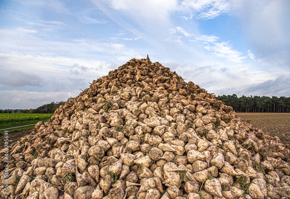 Sugar beet . vegetables on the field. pile of white beetroot