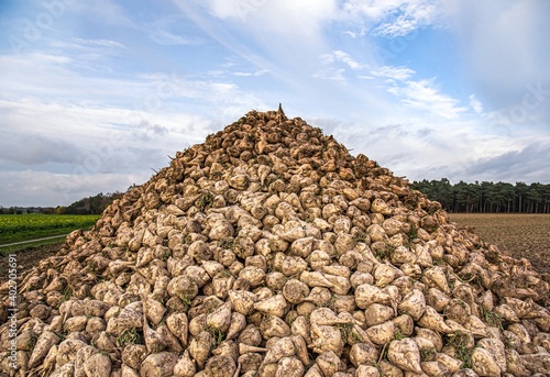 Sugar beet . vegetables on the field. pile of white beetroot photo