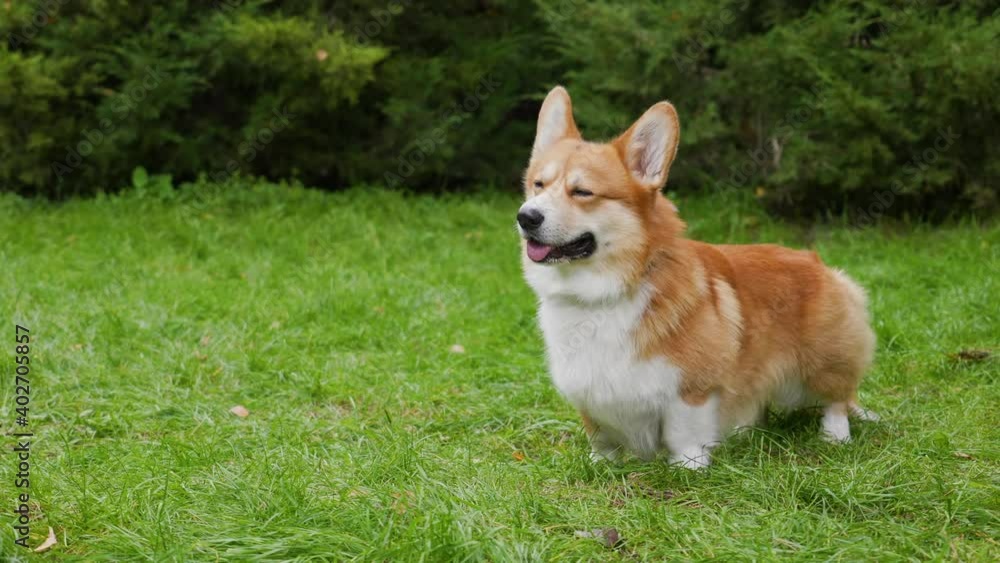 A purebred Welsh Corgi Pembroke dog stands in full growth on a green lawn in a park. After walking a few steps, the pet lies on its stomach and does a somersault. Close up. Slow motion. A purebred Welsh Corgi Pembroke dog stands in full growth on a green lawn in a park. After walking a few steps, the pet lies on its stomach and does a somersault. Close up. Slow motion.