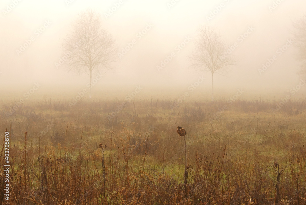 Obraz premium Birken im Herbstnebel