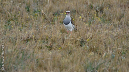 Andean lapwing (Vanellus resplendens) in a field in Antisana Ecological Reserve, Ecuador