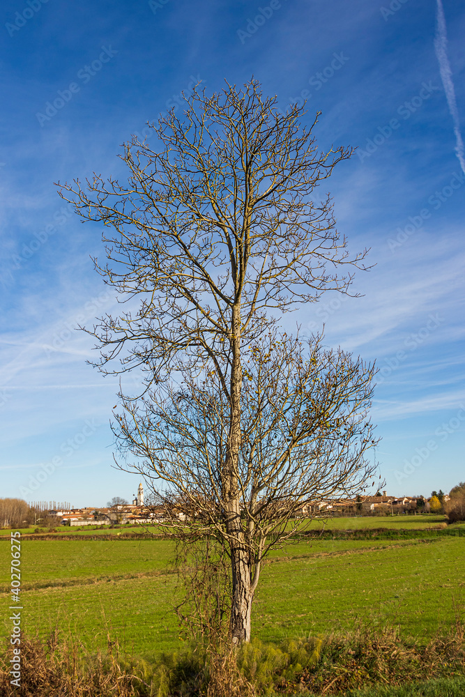 albero spoglio