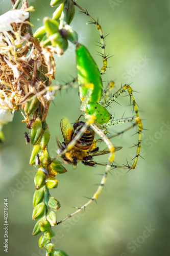 Green Lynx Spider from a top view eating its meal!