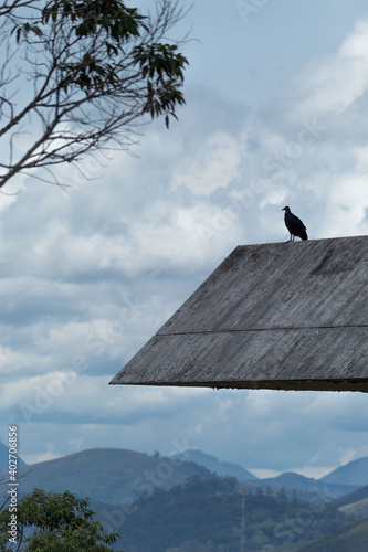 Pássaro com montanhas de fundo