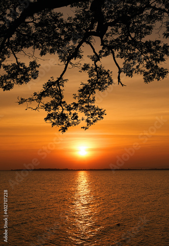 silhouette scenic of tree and sea