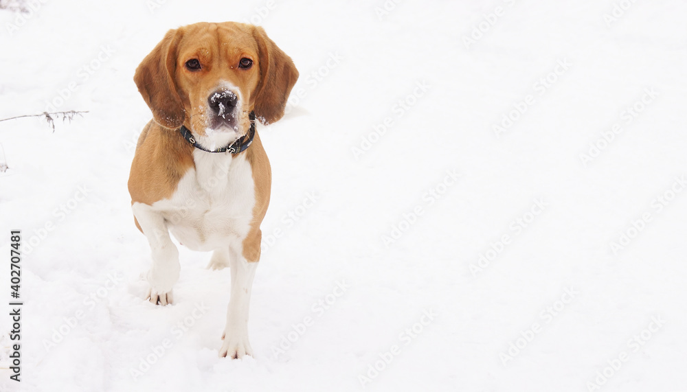 beagle dog sitting on the snow