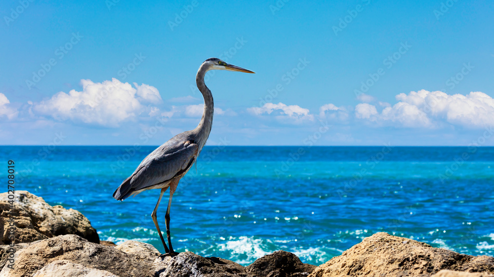 Heron standing on the cliffs and looking towards the ocean