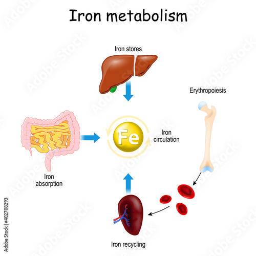 Iron metabolism and Erythropoiesis. from liver, intestine and spleen.