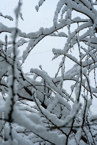 The branches are covered with snow. Frosty tree branch in winter