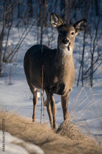 Deer in winter landscape. White-tailed deer (Odocoileus virginianus) in the snow at sunset portrait. Deer eating leaves and looking at the camera 