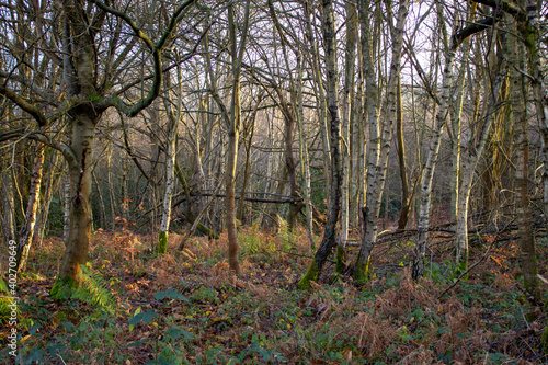 Wallpaper Mural Early January Woodland Torontodigital.ca