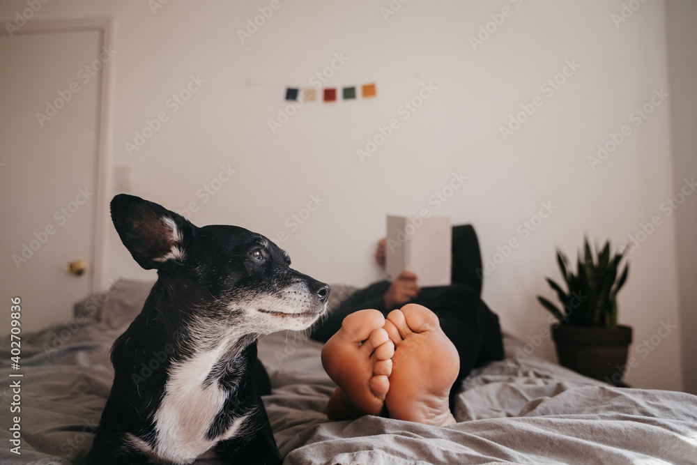 Dog and person in bed