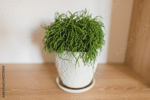 Rhipsalis Cassutha plant in a white pot  photo