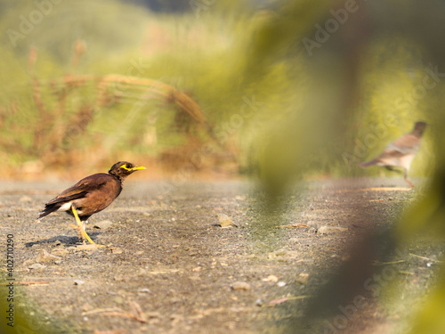  A common myna hiding behind the wild grass in India forest with the nice bokeh and focus only on myna eyes.