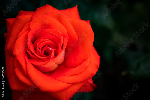 Red vibrant rose on dark background. Valentine s Day blank.