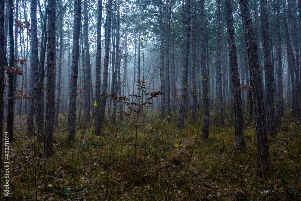 misty autumn forest in the morning misty autumn forest in the morning