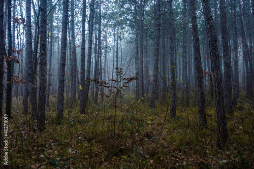 misty autumn forest in the morning 