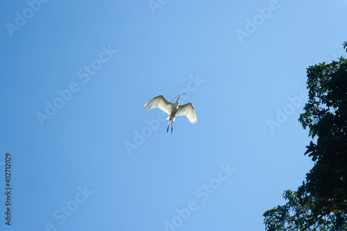Garça construindo seu ninho