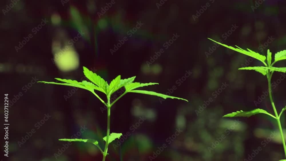 Weed video with gimbal stabilizer Weed video with gimbal stabilizer