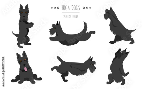Yoga dogs poses and exercises. Scottish terrier clipart