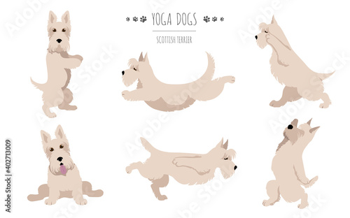 Yoga dogs poses and exercises. Scottish terrier clipart