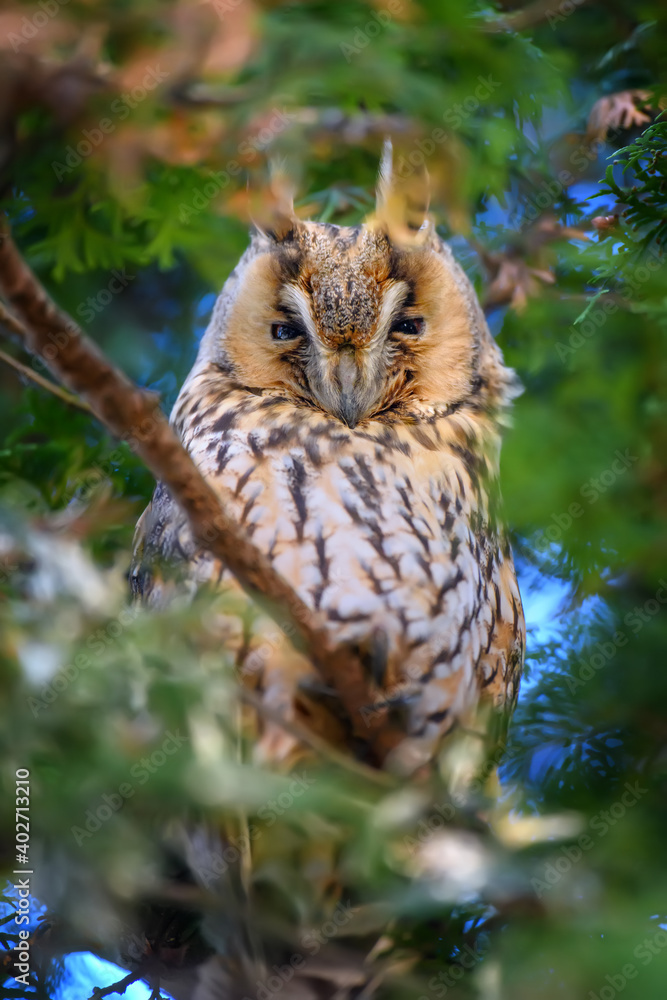 Owl sit in a tree and looking on the the camera Owl sit in a tree and looking on the the camera