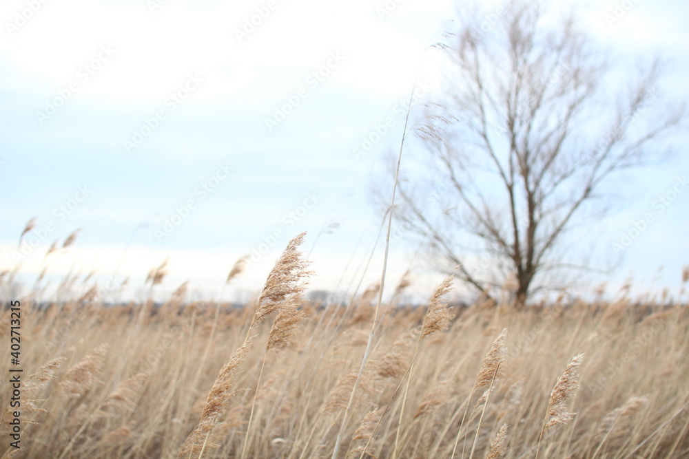 Fototapeta premium Winter landscape with reed and tree