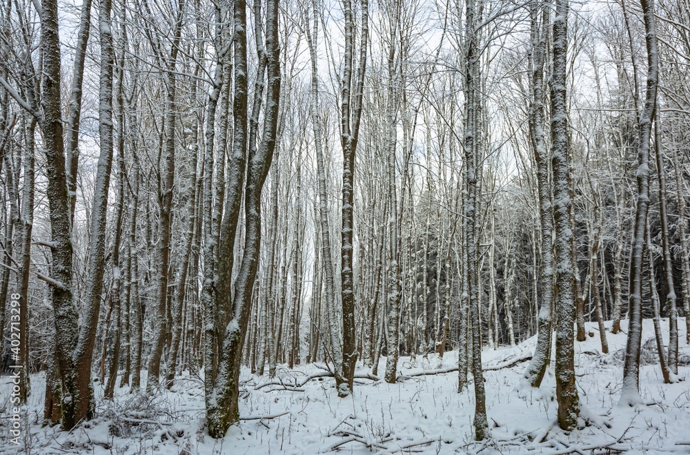 View of thin trees covered with white snow. Sunny winter day in the forest. View of thin trees covered with white snow. Sunny winter day in the forest.