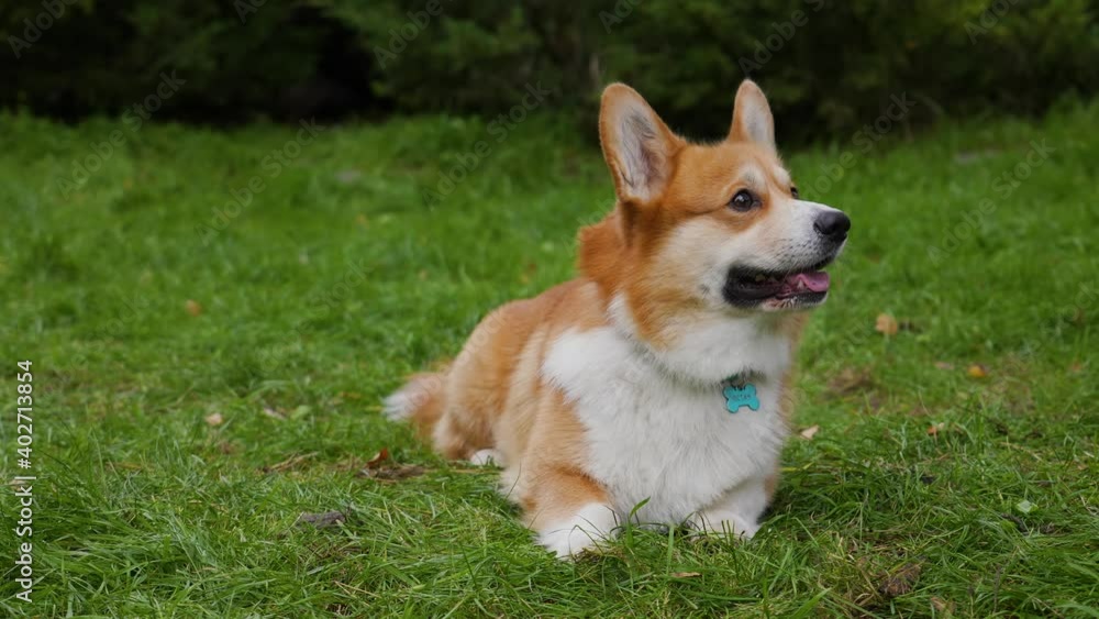 An reddish white Pembroke Welsh Corgi lies on the green grass. The dog looks in front of him and barks, having calmed down the pet opened his mouth and stuck out his tongue. Close up. Slow motion. An reddish white Pembroke Welsh Corgi lies on the green grass. The dog looks in front of him and barks, having calmed down the pet opened his mouth and stuck out his tongue. Close up. Slow motion.