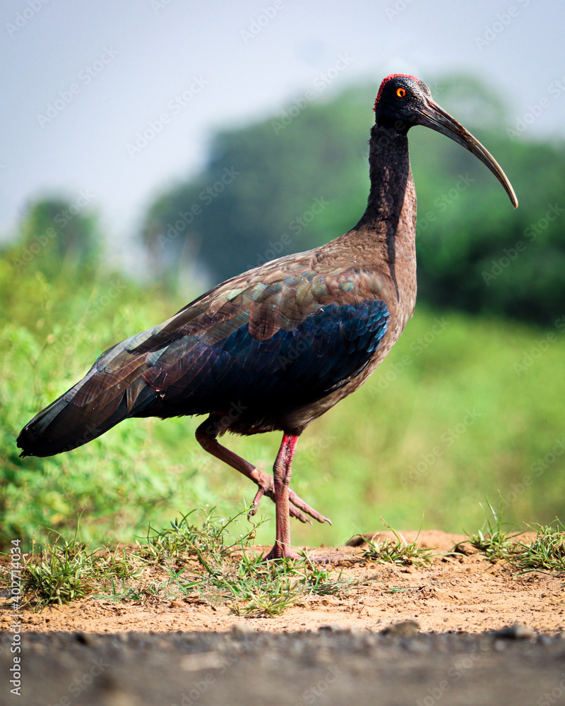 Red-naped Ibis Finding food in morning.