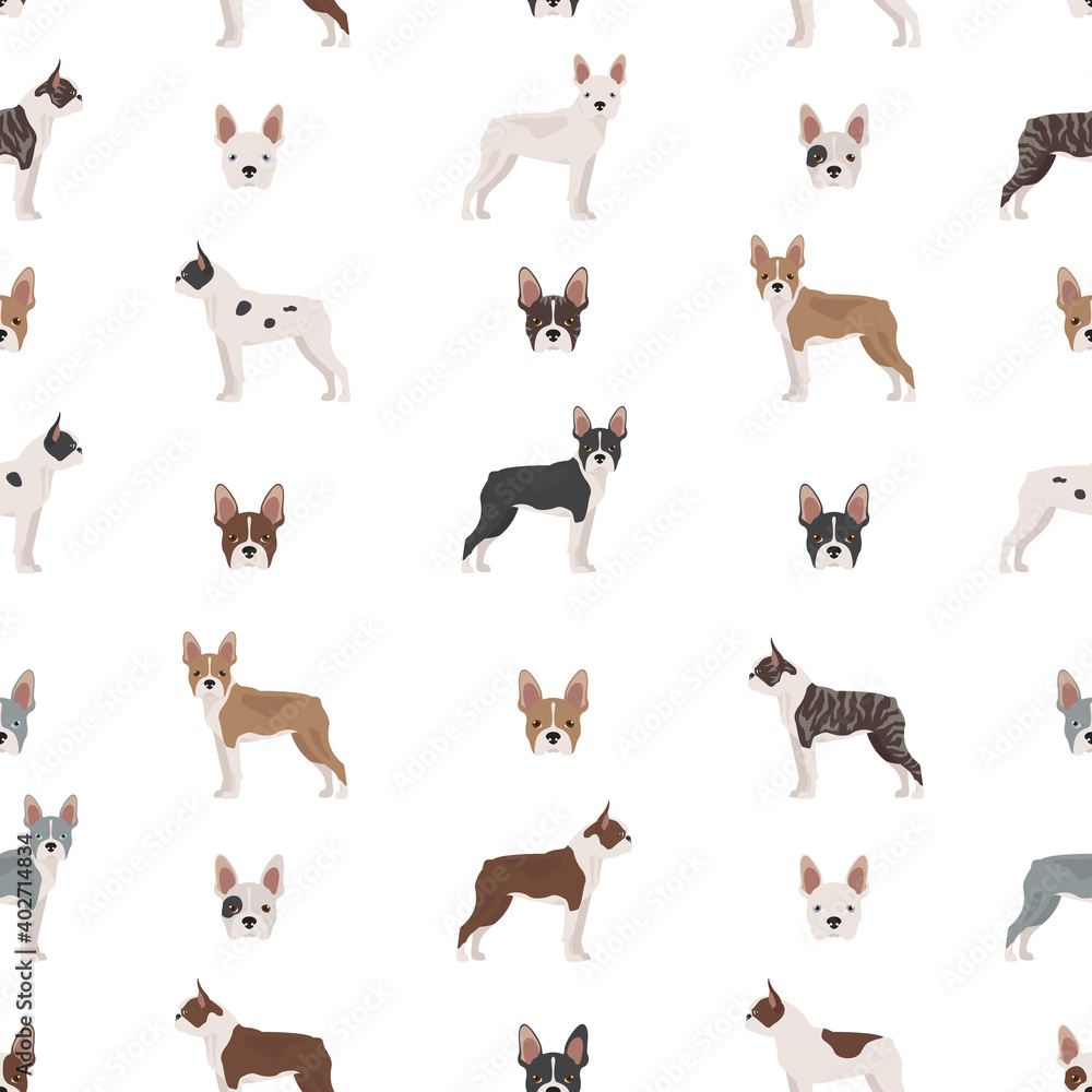 Boston terrier seamless pattern Boston terrier seamless pattern