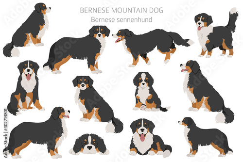 Bernese mountain dog infographic. Different poses, Bernese sennenhund puppy photo