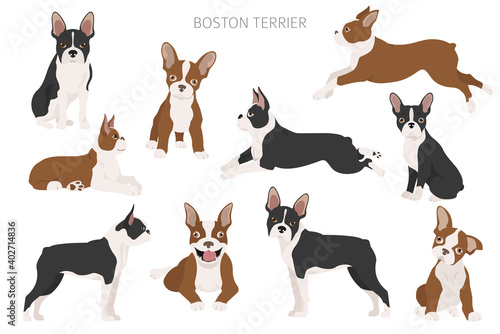 Boston terrier clipart. Different poses set. Adult and boston terrier puppy © a7880ss