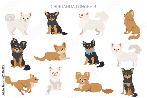 Chihuahua dogs in different poses. Adult and puppy set