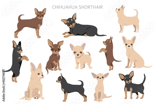 Chihuahua dogs  in different poses. Adult and puppy set