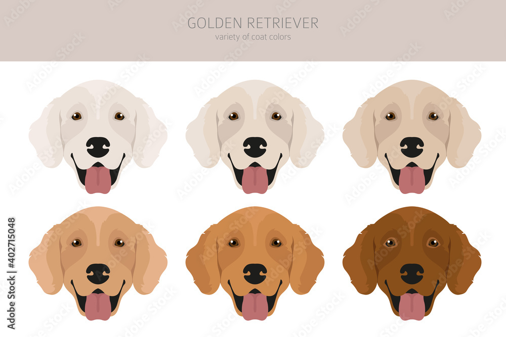 Different Colors Of Golden Retrievers Golden Retriever Colors Cute