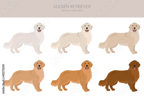 Golden retriever dogs in different poses and coat colors. Adult goldies and puppy set