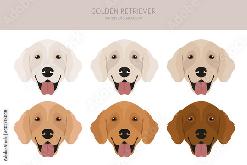 Golden retriever dogs in different poses and coat colors. Adult goldies and puppy set