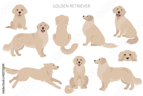 Obraz na płótnie Golden retriever dogs in different poses and coat colors